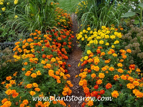 'Durango Mix' Marigold (Tagetes)